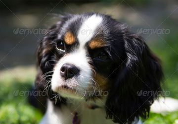 King Charles Cavalier